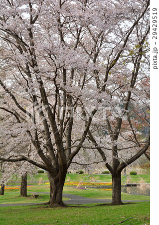 宮城・みちのく杜の湖畔公園 29429519