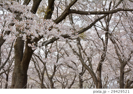 宮城・みちのく杜の湖畔公園 宮城・みちのく杜の湖畔公園 29429521