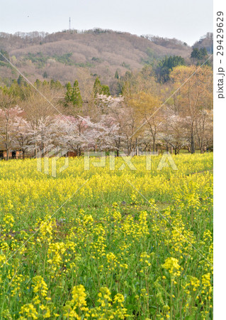 宮城・みちのく杜の湖畔公園 宮城・みちのく杜の湖畔公園 29429629