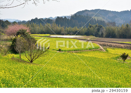 房総・小湊鉄道と菜の花畑 29430159