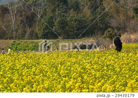 房総・小湊鉄道と菜の花畑 房総・小湊鉄道と菜の花畑 29430179