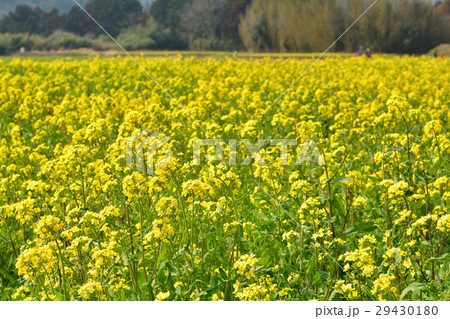 房総・小湊鉄道と菜の花畑 房総・小湊鉄道と菜の花畑 29430180