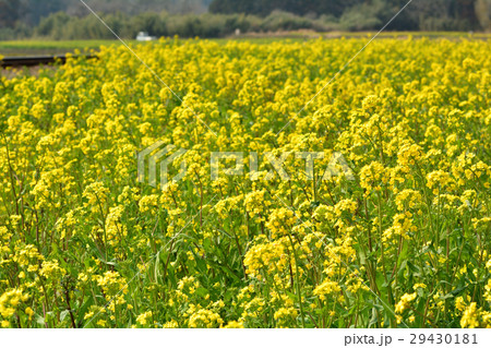 房総・小湊鉄道と菜の花畑 房総・小湊鉄道と菜の花畑 29430181