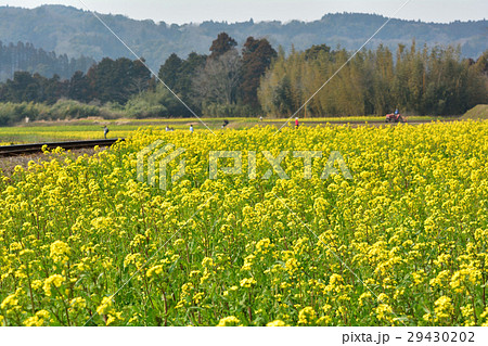 房総・小湊鉄道と菜の花畑 房総・小湊鉄道と菜の花畑 29430202