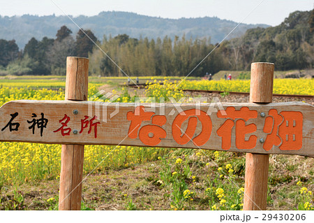 房総・小湊鉄道と菜の花畑 房総・小湊鉄道と菜の花畑 29430206