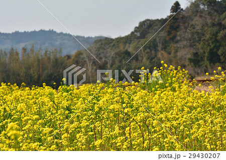 房総・小湊鉄道と菜の花畑 房総・小湊鉄道と菜の花畑 29430207