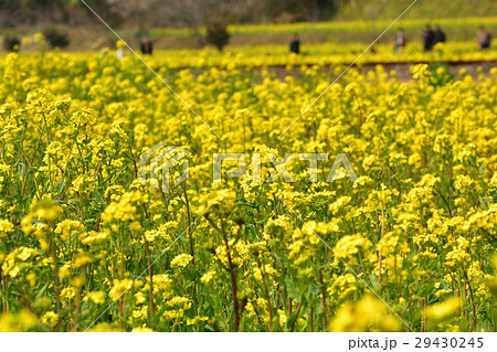 房総・小湊鉄道と菜の花畑 房総・小湊鉄道と菜の花畑 29430245