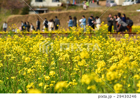 房総・小湊鉄道と菜の花畑 29430246