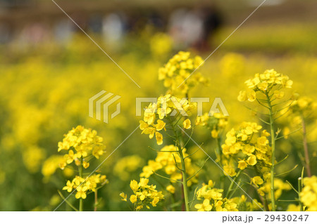 房総・小湊鉄道と菜の花畑 29430247