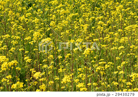 房総・小湊鉄道と菜の花畑 29430279