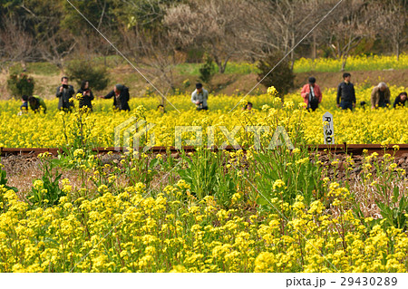 房総・小湊鉄道と菜の花畑 29430289
