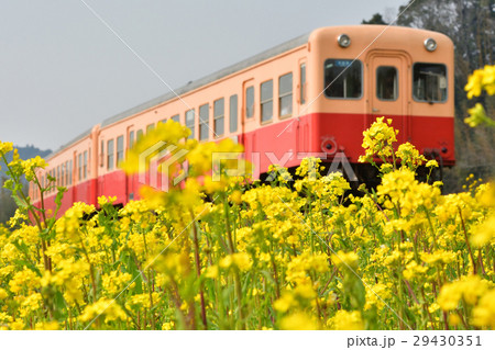 房総・小湊鉄道と菜の花畑 房総・小湊鉄道と菜の花畑 29430351