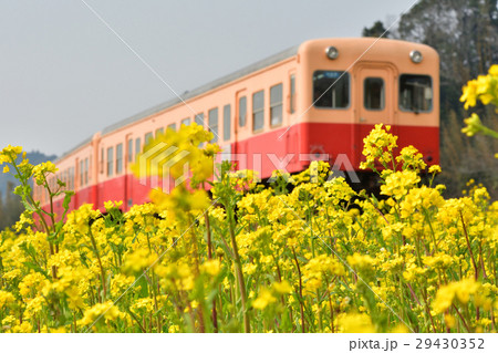 房総・小湊鉄道と菜の花畑 29430352