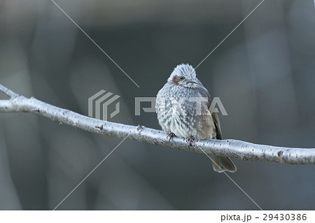 ヒヨドリ 29430386