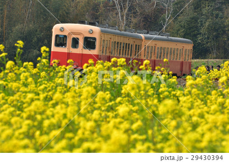 房総・小湊鉄道と菜の花畑 29430394