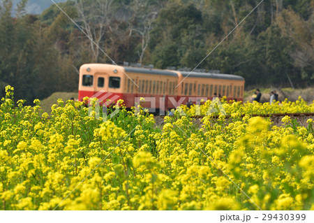 房総・小湊鉄道と菜の花畑 29430399
