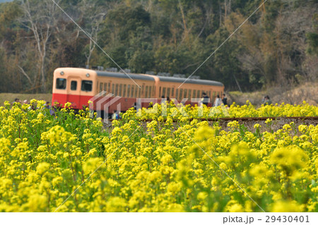 房総 小湊鉄道と菜の花畑の写真素材