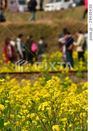 房総・小湊鉄道と菜の花畑 房総・小湊鉄道と菜の花畑 29430430