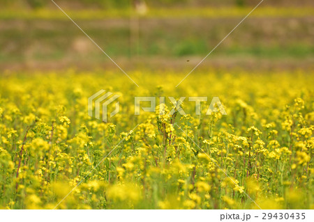 房総・小湊鉄道と菜の花畑 房総・小湊鉄道と菜の花畑 29430435