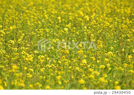 房総・小湊鉄道と菜の花畑 房総・小湊鉄道と菜の花畑 29430450