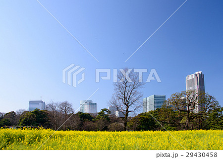 菜の花の咲いた浜離宮恩賜庭園と高層ビル群 菜の花の咲いた浜離宮恩賜庭園と高層ビル群 29430458