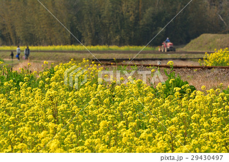 房総・小湊鉄道と菜の花畑 房総・小湊鉄道と菜の花畑 29430497