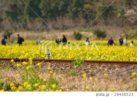 房総・小湊鉄道と菜の花畑 房総・小湊鉄道と菜の花畑 29430523