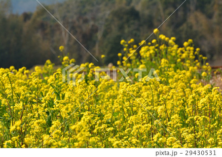 房総・小湊鉄道と菜の花畑 29430531