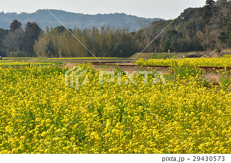 房総・小湊鉄道と菜の花畑 29430573