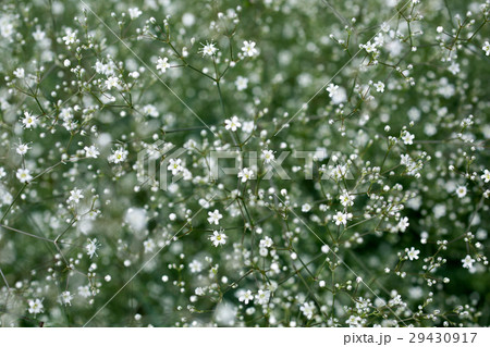 カスミソウの花の写真素材
