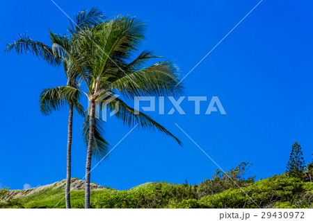 椰子の木 椰子の木 29430972