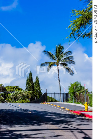 椰子の木 椰子の木 29430973