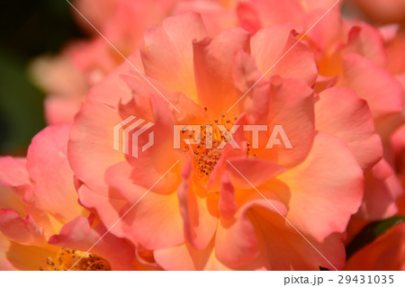 薔薇 29431035