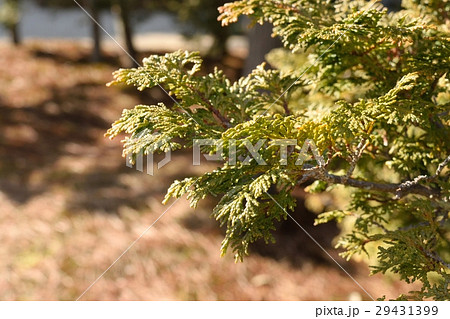 アスナロ（ヒバ） 29431399