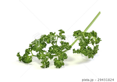 パセリ 29431824