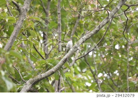 コサメビタキ コサメビタキ 29432079