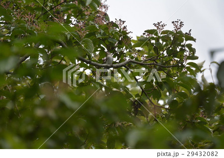 コサメビタキ 29432082