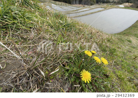 カントウタンポポ カントウタンポポ 29432369
