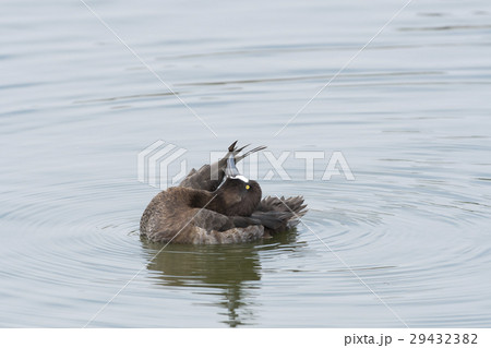 スズガモのメス 29432382