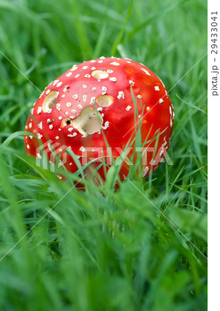 Amanita Muscaria in green grass 29433041