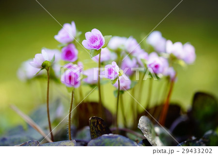 雪割草 雪割草 29433202