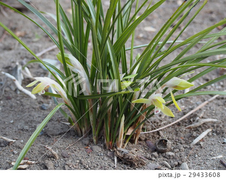 春蘭 シュンラン 春蘭 シュンラン 29433608