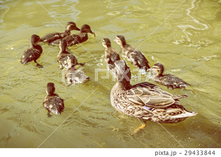 Wild Mallard duck with youngs, yellow photo filter 29433844