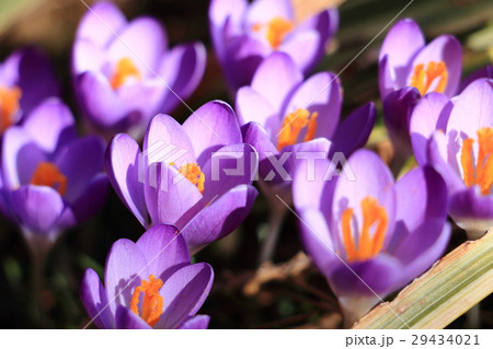 クロッカス 29434021