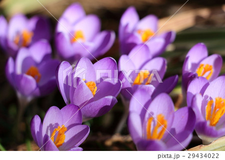 クロッカス 29434022