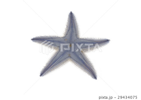 モミジガイ 29434075