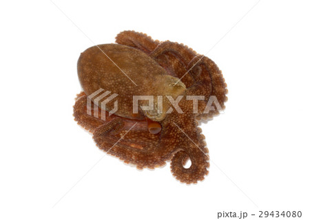 タコ タコ 29434080