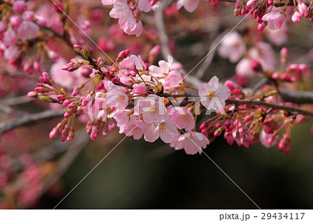 桜（ジンダイアケボノ） 29434117