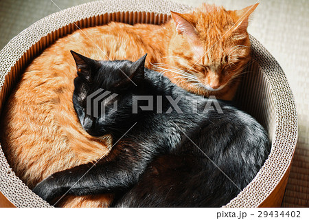 黒猫と茶トラ猫のお昼寝の写真素材