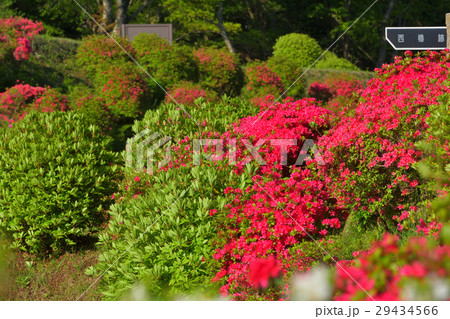 日本100名城・山中城（静岡） 29434566